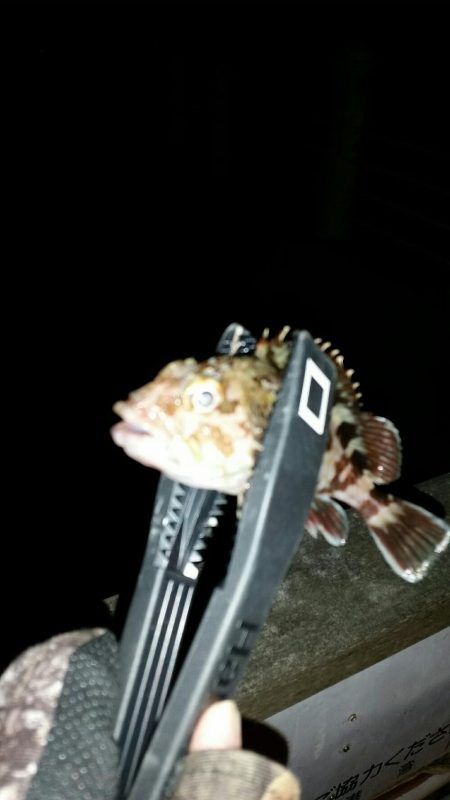 舞洲アジングNO6