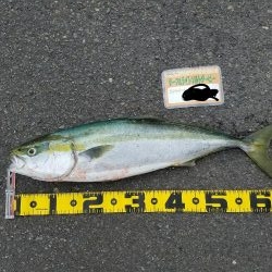 サーフ、河口部