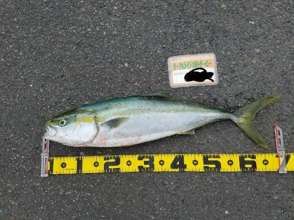 サーフ、河口部