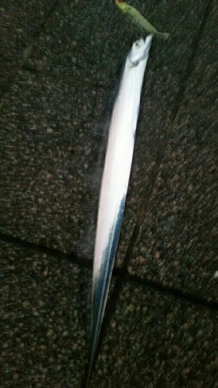 タチウオ良型来てます！！