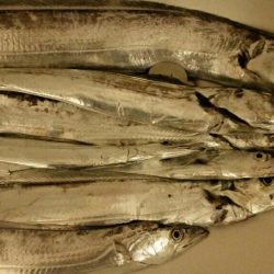 連日タチウオ好釣!!