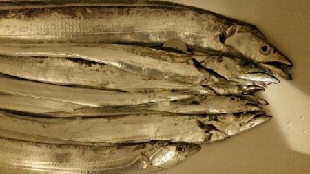 連日タチウオ好釣!!