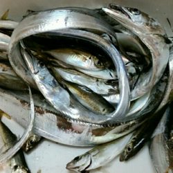 連日安定のタチウオ