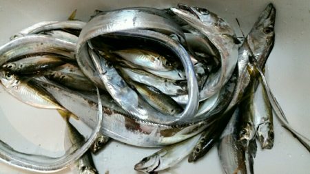 連日安定のタチウオ