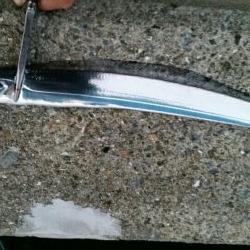 出ました!ドラゴン!!