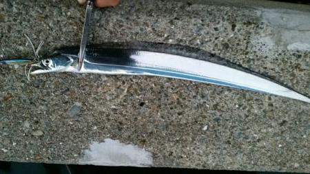 出ました!ドラゴン!!