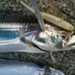 まだまだタチウオ