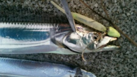 まだまだタチウオ