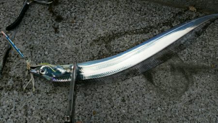 引き続きタチウオ好釣の湾奥