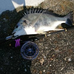 胴突き＆ヘチ釣り