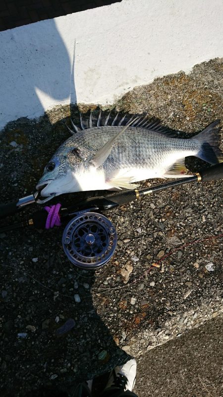 胴突き＆ヘチ釣り