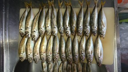 アジング後タチウオ