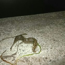 ウミタナゴ、ギンポ、ギンポ、ギンポ