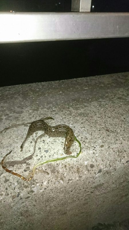 ウミタナゴ、ギンポ、ギンポ、ギンポ