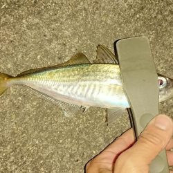 アジングロッド折れました