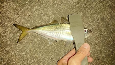 アジングロッド折れました