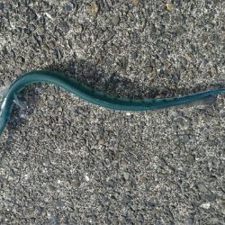 ☆エギングタックルで青物☆