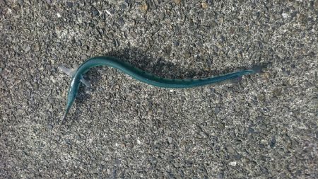 ☆エギングタックルで青物☆