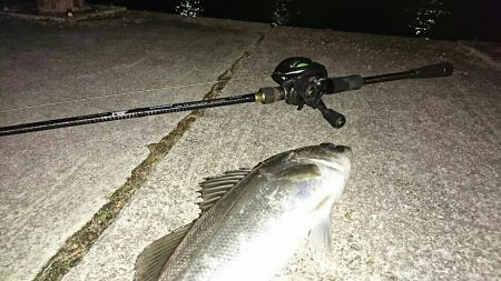 マイワシーバス