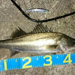 激渋マイワシパターン