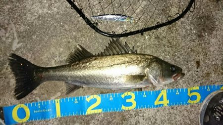 激渋マイワシパターン