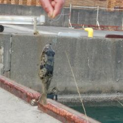 試してみた！(手作りの疑似餌で)