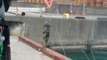 試してみた！(手作りの疑似餌で)