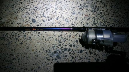 イワシで穴子が釣れました!