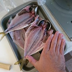 エギング＜アジング