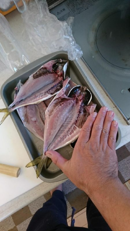 エギング＜アジング