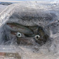 ティップラン釣行