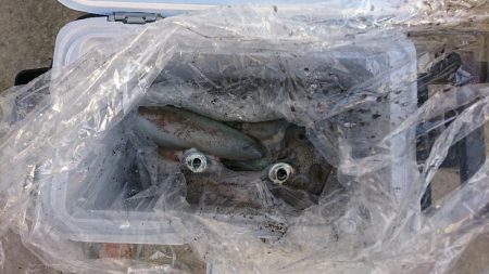 ティップラン釣行