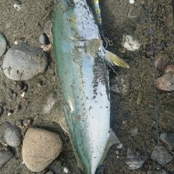 仁淀川河口サーフ