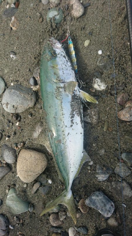 仁淀川河口サーフ