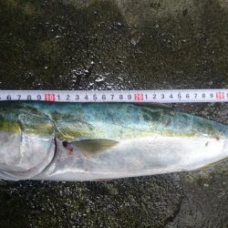 仁淀川 河口サーフ ショアジギング