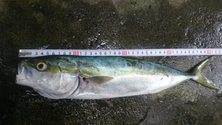 仁淀川 河口サーフ ショアジギング