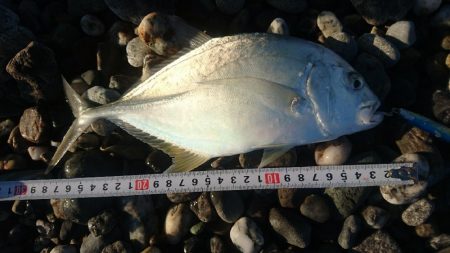 仁淀川河口サーフ ショアジギング