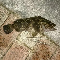 チヌ、キビレ入れ食いでした