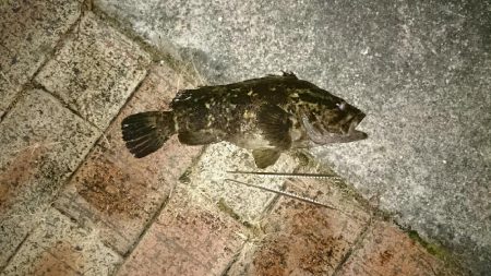 チヌ、キビレ入れ食いでした