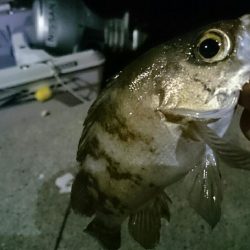 メバリング開幕戦