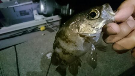 メバリング開幕戦