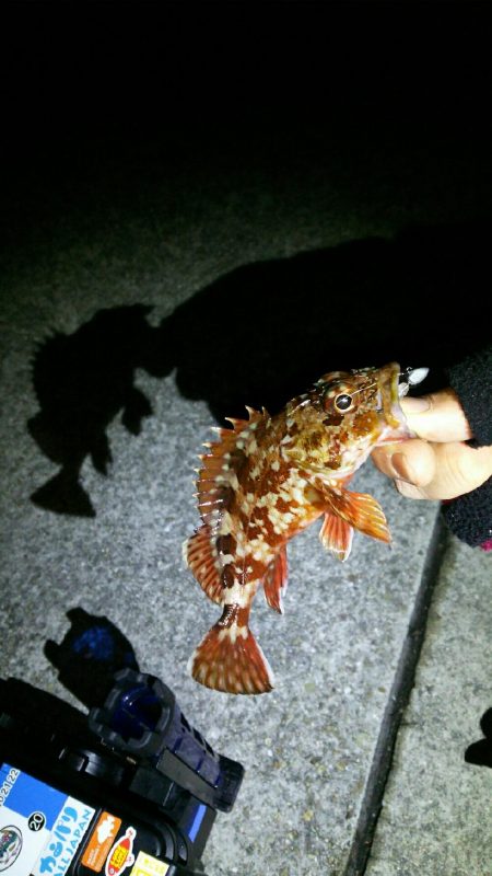 タックルチョイスミスでメバル獲れず･･･