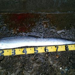 今季初ドラゴン捕獲