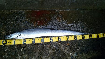 今季初ドラゴン捕獲