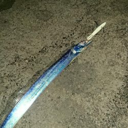 釣り部 釣行記 7