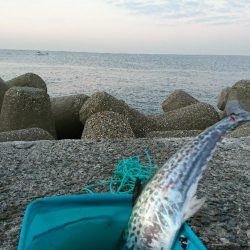 久しぶりのサゴシ