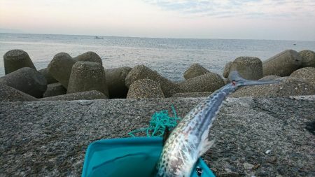 久しぶりのサゴシ