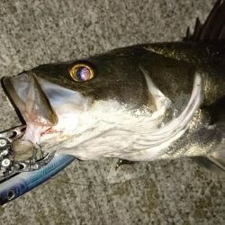 サヨリ付シーバス