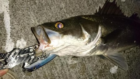 サヨリ付シーバス