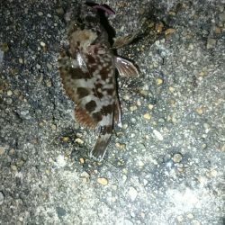 やっぱりアジが居ない。